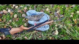Охота на рябчика с Армскор РИА 22лр/Armscor RIA22.