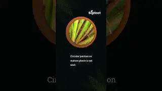 Symptoms of Brown Plant Hopper