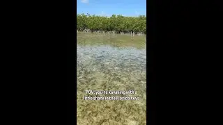 Sugarloaf Key is an amazing place to paddle with some tiny shark species in the Florida Keys! 🦈