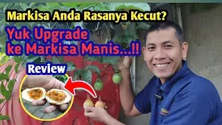 Review Buah Markisa Madu Organik: Sensasi Rasa Manis dan Lezat yang Luar Biasa