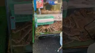 Massive King Crabs In Tsukiji Market