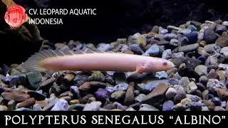 Polypterus senegalus albino. The cute DINOSAUR fish for your tank! (Leopard Aquatic D003A)