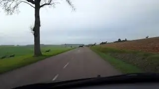 Superbe Harde dans le 89!!!