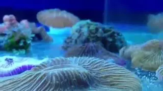 plate coral spawning
