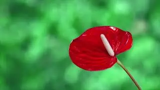 Anthurium(Original Music) Composed by Nobuko Tsugami