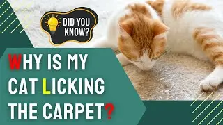 Why Is My Cat Licking the Carpet?