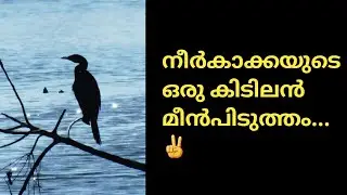 Bird Catching fish in water