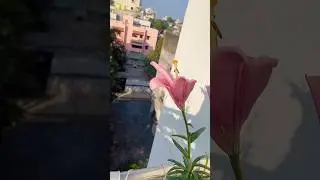 Learn How to Pollinate Lily Plants || Pollination Tips and Tricks || Asiatic Lily Plants