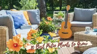 Patio Plants Ideas: 10 Best Patio Plants to Grow 🏠🌸🌺