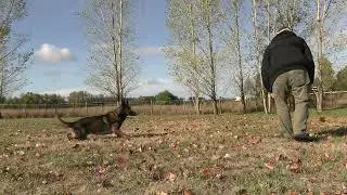 Crisp Air, Flying Balls: Fall Fetch