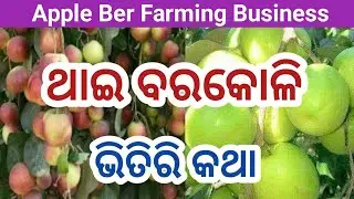 Commercial Apple Ber Farming in Odisha | Organic Thai Bara Koli Cultivation | Guava Farming Odisha