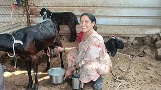 Very nice goats milk milking form of village 🤤