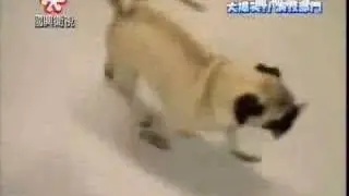 smart pug