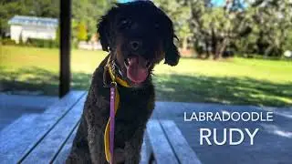 9 month old Labradoodle | Rudy | 14 Day Transformation | Tampa | Off Leash K9 Tampa