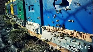 Pierwszy oblot pszcz&oacute;ł. Radość w powietrzu. 🐝