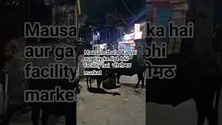 winter season cow facility Jishimath market