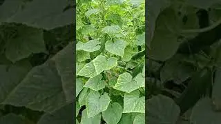 Cucumber Tunnel Farming | Advance Farming in Tunnel | Cucumber Garden | 2025