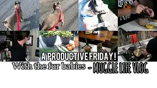 Morning Routine with my pitbulls & more! - Muggle life VLOG!