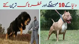 10 Expensive Dogs Only Rich People Can Afford | Most expensive dogs in the world || Discover The 5