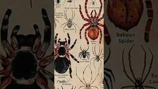 TYPES OF SPIDER|TRAPDOOR SPIDER|PART 1|#CREATURE @MrBeast