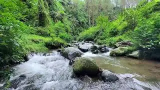 Let stress fade away with nature river relaxation beneath daylight forest trees for deep rest