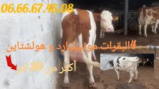 4البقرات 🐄مونبيليارد و هولشتاين✅✅ للبيع نواحي عين الجوهرة ، مرحبا بالجميع.06.66.67.45.08