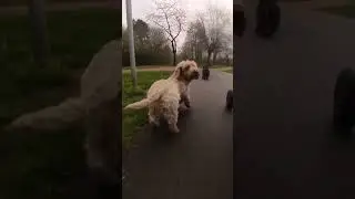 Doggo of the day