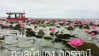 Red Lotus Sea in Udon Thani, Thailand