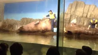 城崎マリンワールドの セイウチって大きいんだよ！