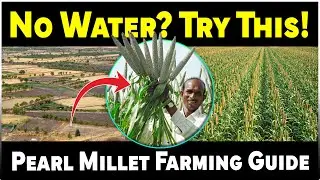 Pearl Millet (Bajra) Farming | Low Water, High Profit Crop for Farmers