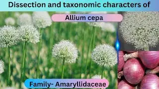 Dissection and taxonomic characters of Allium cepa #pyajkaphool #amaryllidaceae #liliaceae#taxonomy