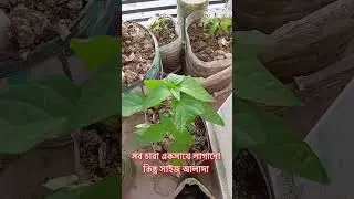 Green chilly Growth Problems|Gardening Tips|#gardeningtips #shorts