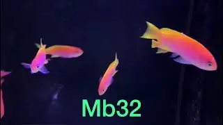 Pseudanthias bimaculatus / Fahnenbarsch (M-Gr&ouml;&szlig;e)