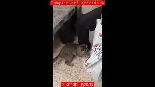 ג'וני משתגע. Johnny goes crazy