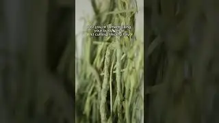 Our rabbits are obsessed with small pet select timothy hay