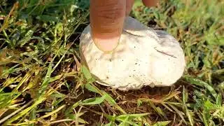 White Cap and Cow Dung mushroom