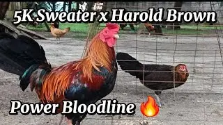 5K Sweater Rooster &times; Harold Brown Pullet || Power Breeding Bloodline 🔥 #farmlife #chickenbreeds