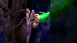 FASES DE DESENVOLVIMENTO DOS INSECTOS