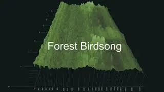 [No Copyright] Forest Birdsong Sound Effect (Woodland Ambience,Relaxing,Nature)[Royalty FREE]