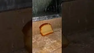 Bread #brainrot #sad #bread #shorts