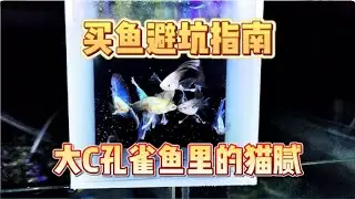 买鱼避坑指南！第一期，大C孔雀鱼里面的那些小猫腻