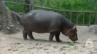 Welcome Cairo to the KC Zoo!