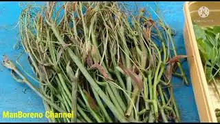 find wild plant vegetables,pick and cook.(cari sayur tumbuhan liar,petik dan masak.)