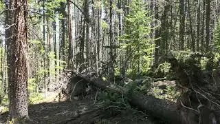 Never Shown - White 1s under A Pushed down Tree. This is how we begin to understand
