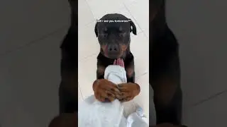 THE BEST FEELING!!! @nalatheneedyrottie #rottweiler