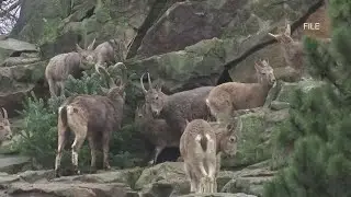 Texas legalizes hunting of invasive sheep from a helicopter starting in September