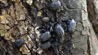Insects gathering around sap