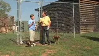Volunteering at the Edmond Animal Shelter