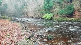 waterfall and Dobermanns