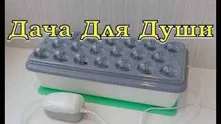 ГИДРОПОНИКА: стоит ли покупать? Тестируем установку